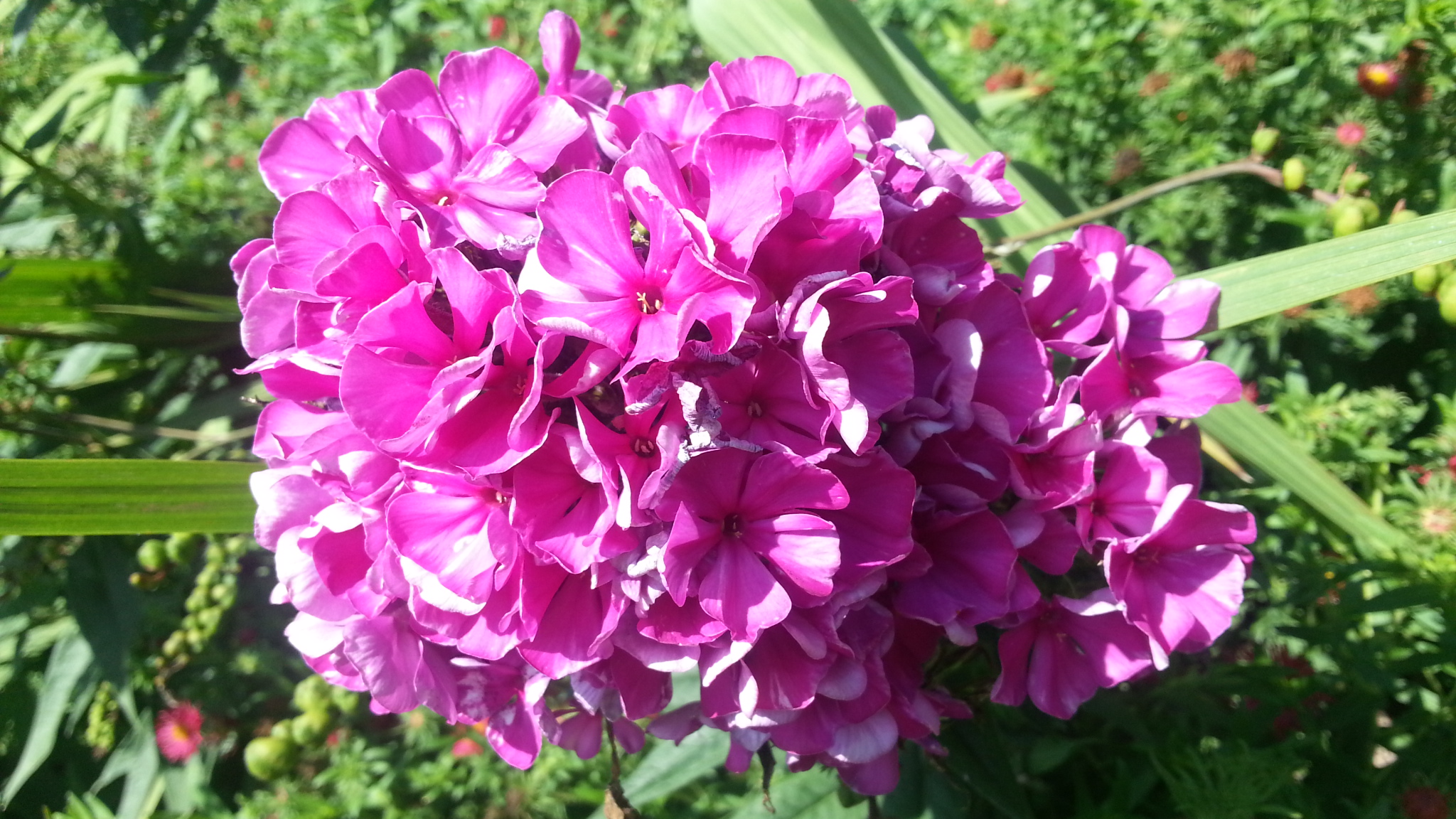 fiore