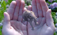 Che cos’è start up Magic Leap