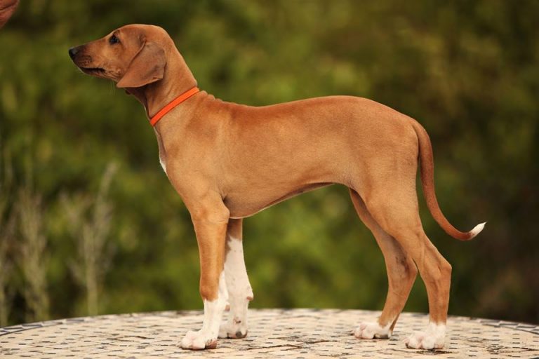 cane razze di cane più rare al mondo