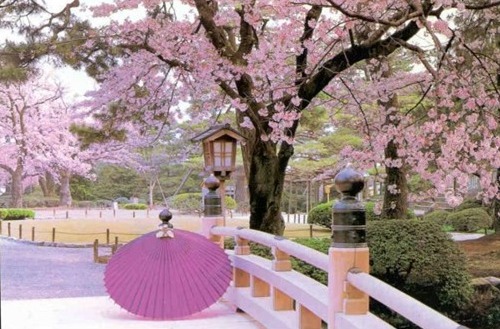 Le migliori cose da fare in primavera a Tokyo nel 2015
