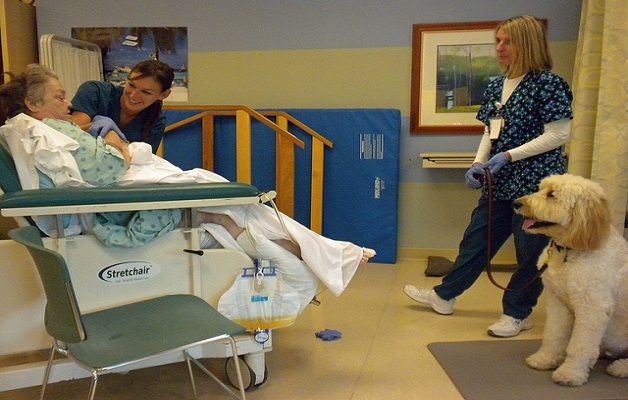 cani-in-ospedale