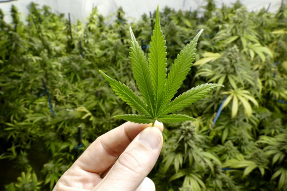 marijuana_large