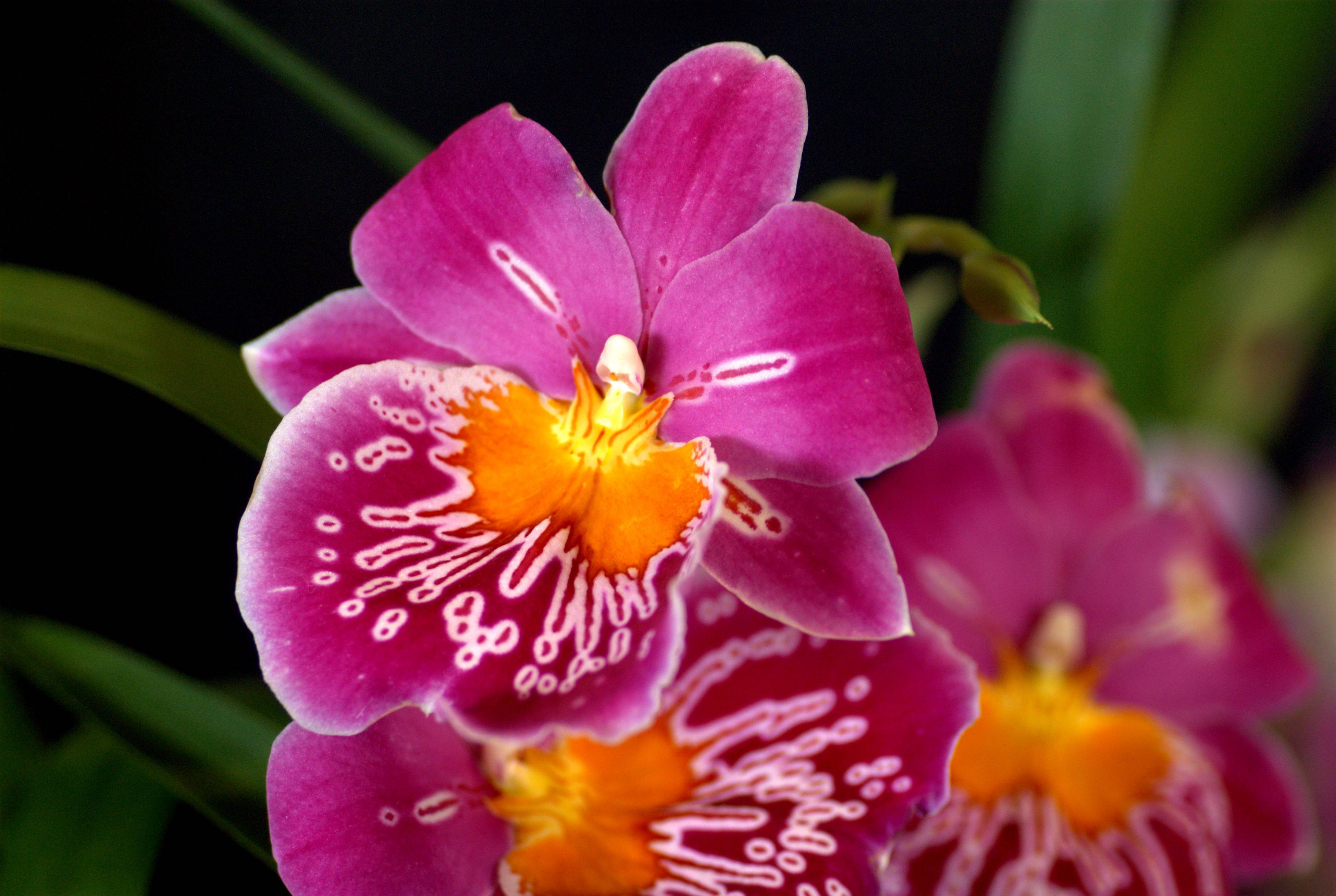 Che cosa significa regalare un’orchidea?