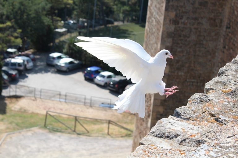Animali che simboleggiano la pace