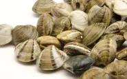 vongole