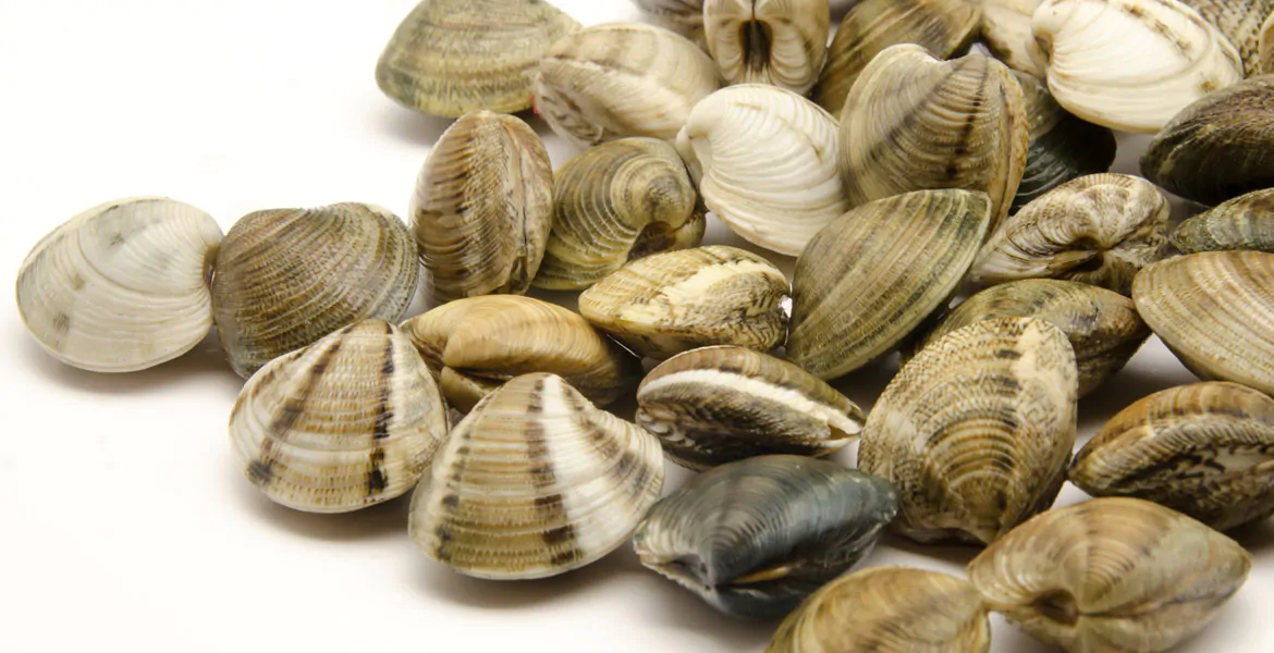 vongole