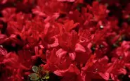 Azalea red flowers