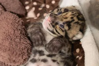 Leopard cub 1