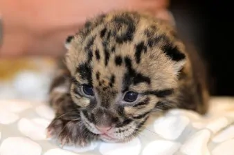 Leopard cub 2