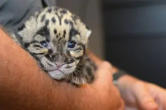 Leopard cub 4