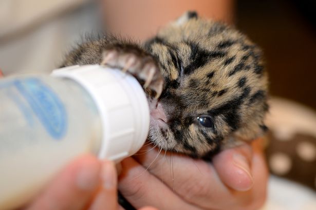 Leopard-cub