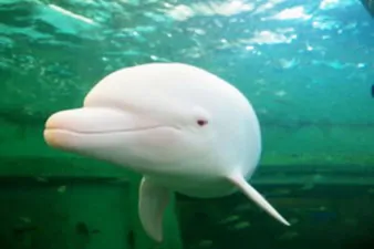 PAY Albino Dolphin 1