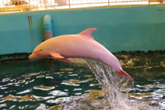 PAY Albino Dolphin