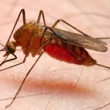 Punture di zanzara? Causa di un gene del DNA novità