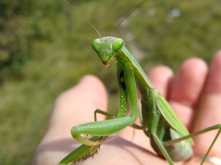 mantide religiosa mantide religiosa