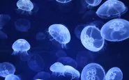 medusa2