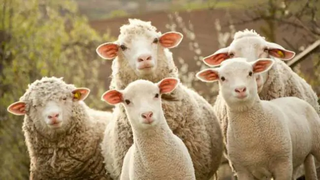 000 pecore