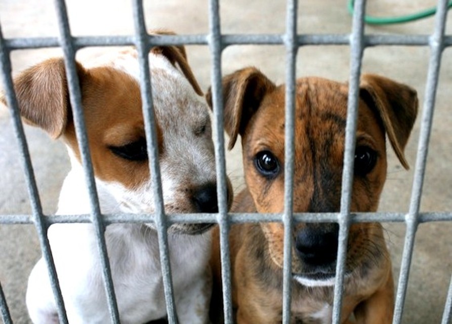 Santeramo, cani ammassati e lasciati a morire