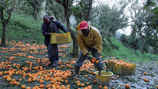 Flai Cgil evidenzia irregolarità lavoro agricolo in Puglia