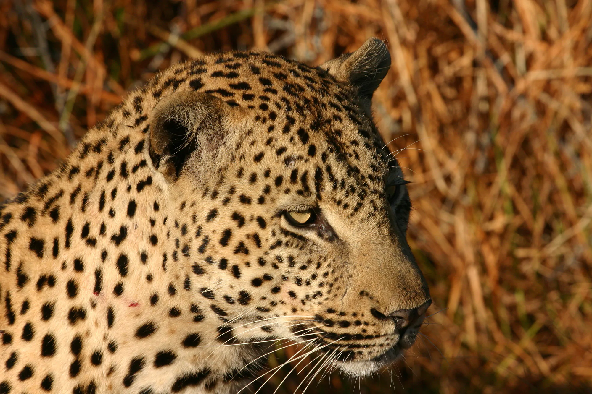 African Leopard Chitwa South Africa Luca Galuzzi 2004