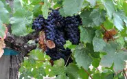 Napa Valley grapes Photo D Ramey Logan 02