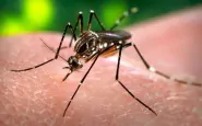 Il virus Zika allarma e preoccupa sempre di più