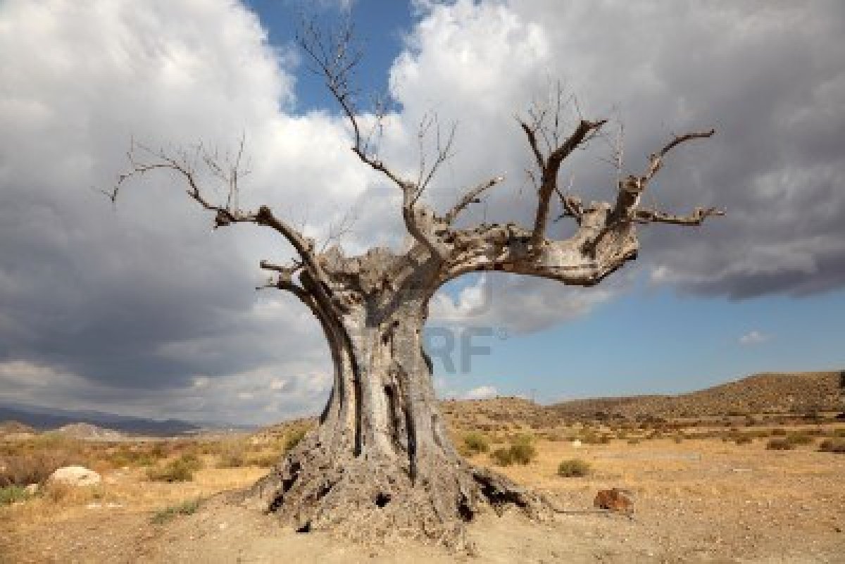 11092746 albero morto nel deserto
