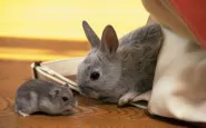 Animals Beasts Rabbit and hamster 026978