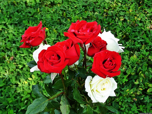 Come coltivare le rose