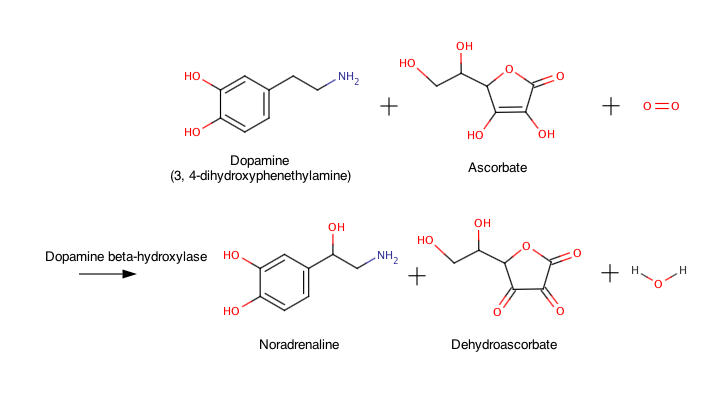 Dopamine beta hydroxylase reaction