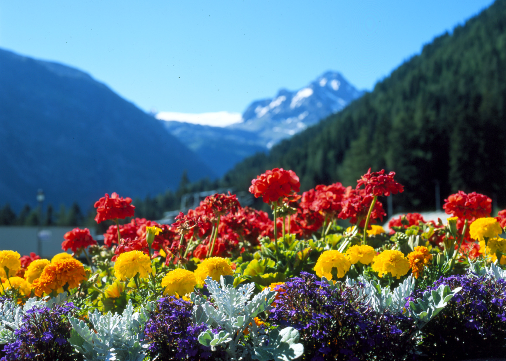 Poesia: fiori