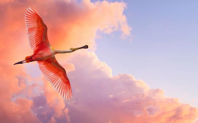 Sognare di volare, cosa significa