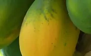 Valori Nutrizionali e Calorie: Papaya