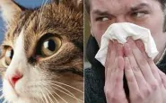 allergia pelo gatto
