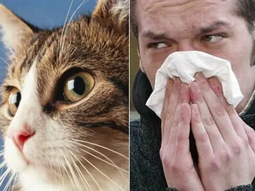 allergia pelo gatto