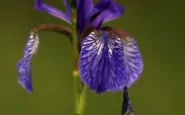 article new intro modal ehow images a05 mt qu purple iris symbolize  800x800