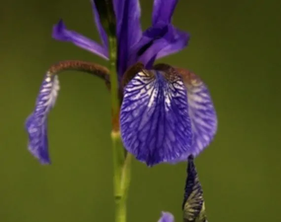 article new intro modal ehow images a05 mt qu purple iris symbolize  800x800