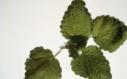 article new ehow images a02 07 ns heal lemon balm 800x8001