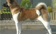 article new ehow images a02 84 7v identify akita 800x800