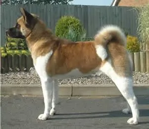 article new ehow images a02 84 7v identify akita 800x800