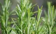 article new ehow images a04 8u rv make rosemary extract 800x800