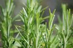 article new ehow images a04 8u rv make rosemary extract 800x800