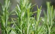 article new ehow images a04 8u rv make rosemary extract 800x8001