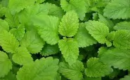 article new ehow images a04 tt jd harvest use lemon balm 800x800