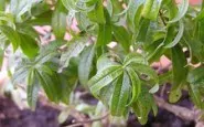 article new ehow images a04 ua ur caring lemon verbena plant 800x800