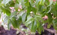 article new ehow images a04 ua ur caring lemon verbena plant 800x8001