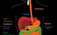 article new ehow images a05 5o kr digestive process 800x800