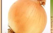 article new ehow images a05 kf 3m freeze fresh onions 800x800