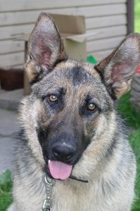 article new ehow images a06 h7 6c questions german shepherd dogs 1.1 800x800