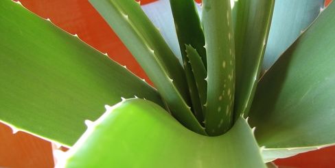 aloe vera per i capelli